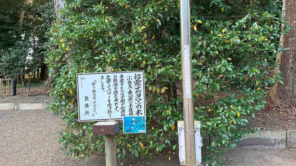 息栖神社のおがたまの木